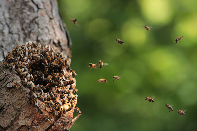 garden design Garden