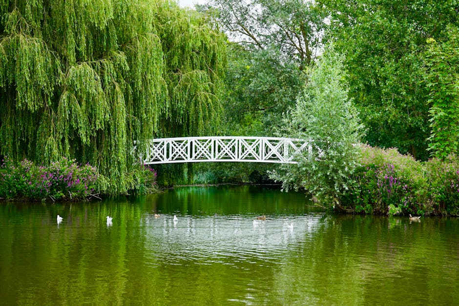 A tranquil pond surrounded by lush greenery and flowering shrubs, with a white wooden footbridge arching over the water. The pond's surface reflects the vibrant hues of the surrounding trees and bushes, featuring leafy branches, some with drooping willow leaves, and flowering plants with purple blossoms along the banks. Several white ducks are floating calmly on the water, adding to the peaceful atmosphere. Tall trees with dense foliage create a shaded canopy, and the overall scene showcases well-maintained garden borders and natural landscaping, indicative of professional garden maintenance work. The lighting is soft and natural, highlighting the textures of wet soil, trimmed grass, and fresh leaves. This setting appears to be part of a well-kept park area, maintained professionally by Gardeners Merton, emphasizing landscaping, lawn care, and hedge trimming.