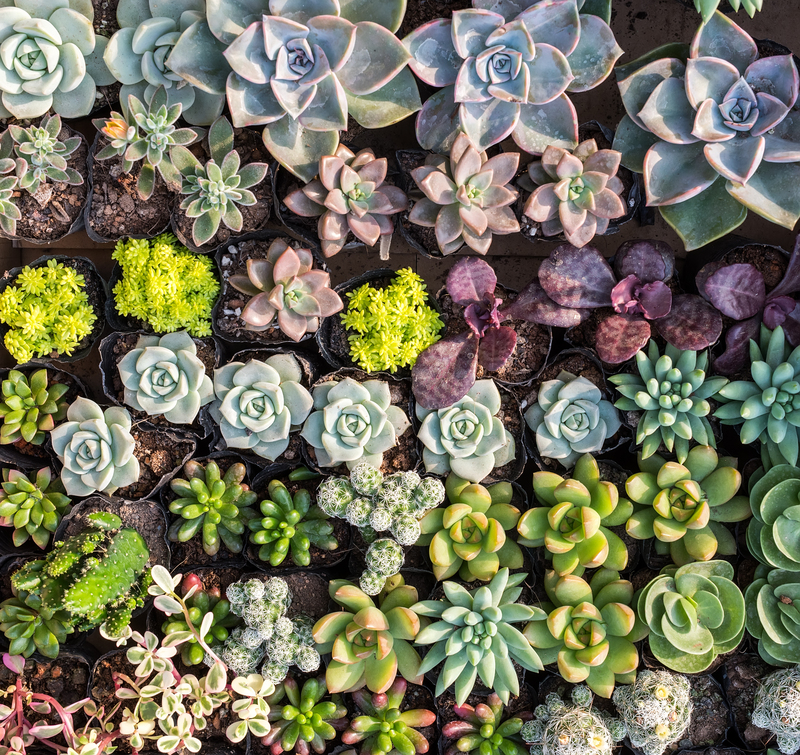 home plants